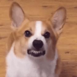 1746414325029.gif