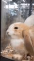 1746448300923.gif