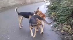 1746450009701.webm