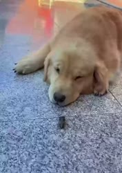 1746459243583.webm