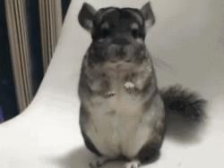 1746469368777.gif