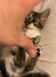 1746482113700.webm