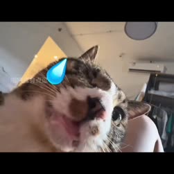 1746482754697.webm