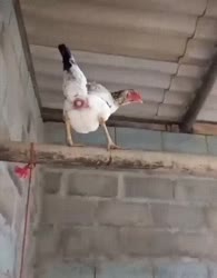 1746501353843.webm