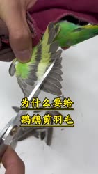 1746511968703.webm