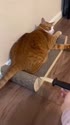 1746544728706.webm