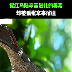 1746585376863.webm