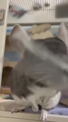 1746610537534.webm