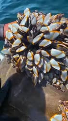 1746677409274.webm