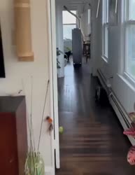 1746752882446.webm