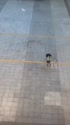 1746769615376.webm