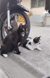 1746784221768.webm