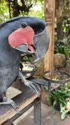 1746887323593.webm