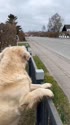 1746890867042.webm