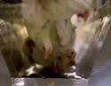 1746895457155.webm