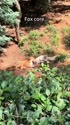 1746897888602.webm