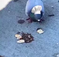 1746946478025.webm