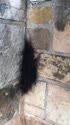 1746946611200.webm