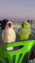 1746946722912.webm