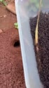 1746947486501.webm