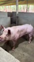 1746948134806.webm