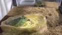 1746951283909.webm