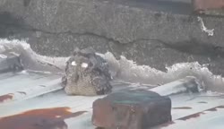 1746978864893.webm