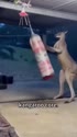 1747025378006.webm