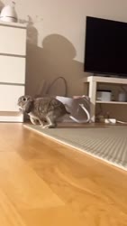 1747026151096.webm