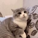 1747059521700.gif