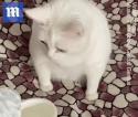 1747059722693.gif