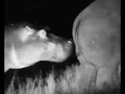 1747061759054.webm
