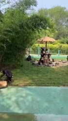 1747105234821.webm