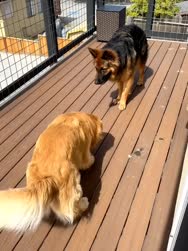 1750158290982.webm