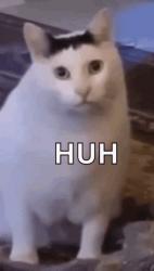 1750160980269.gif