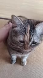 1750173089231.webm