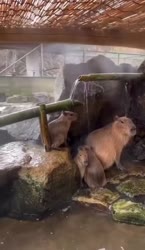 1750189247591.webm