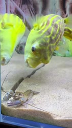 1750197944485.webm