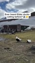 1750208959003.webm