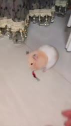 1750231977351.webm