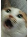 1750234875459.jpg