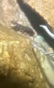 1750248603701.webm