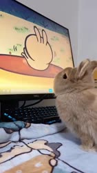 1750255562432.webm