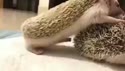 1750271780242.webm