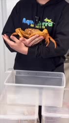 1750290636521.webm