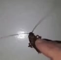 1750294564984.webm