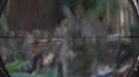 1750300932946.webm