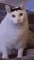 1750307568141.gif