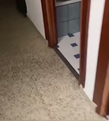 1750309155979.webm