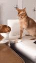 1750339173456.gif